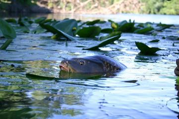 Carp Fishing